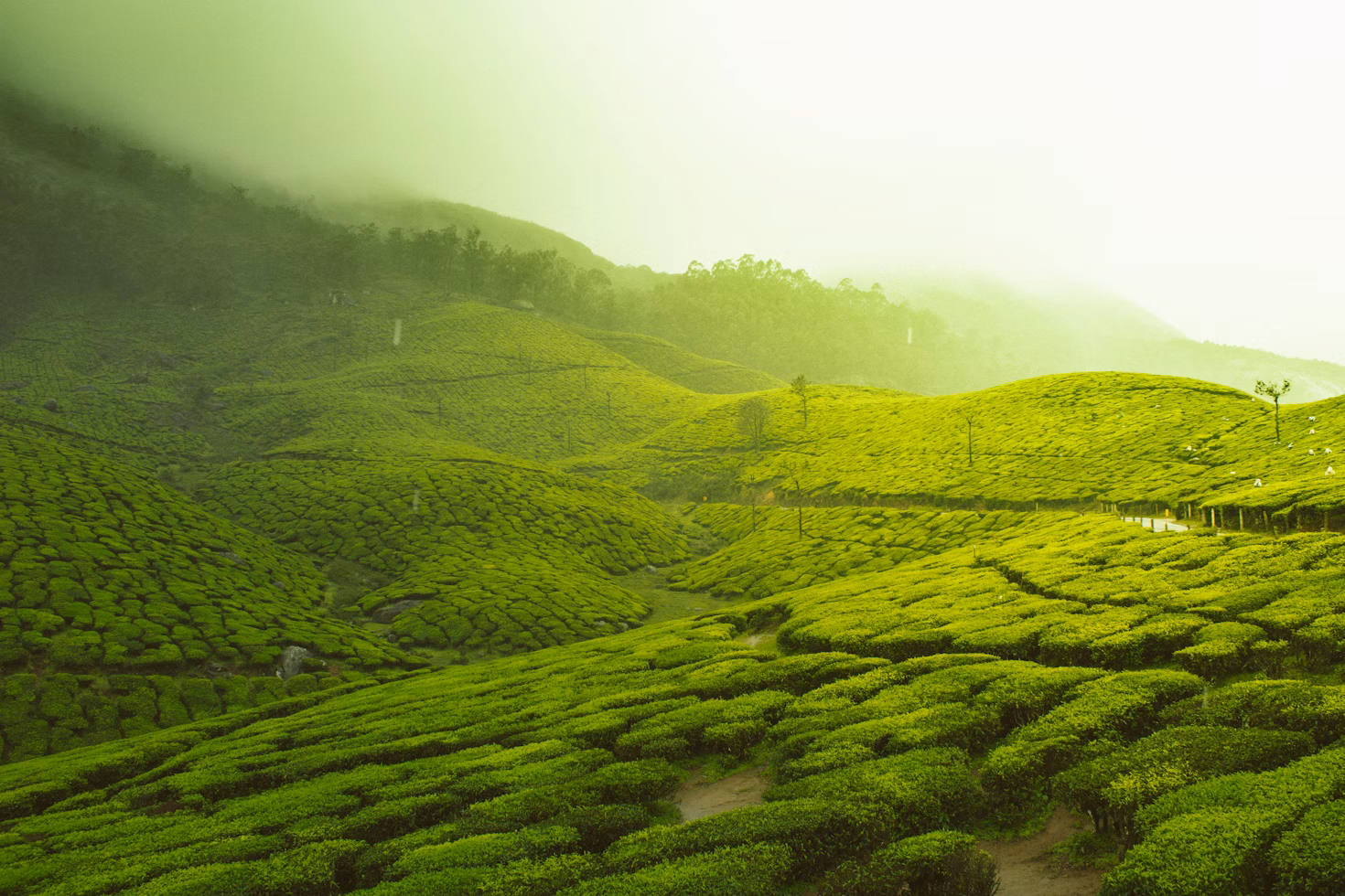 Royal Hills Escape: Mysore, Ooty & Coorg Tour